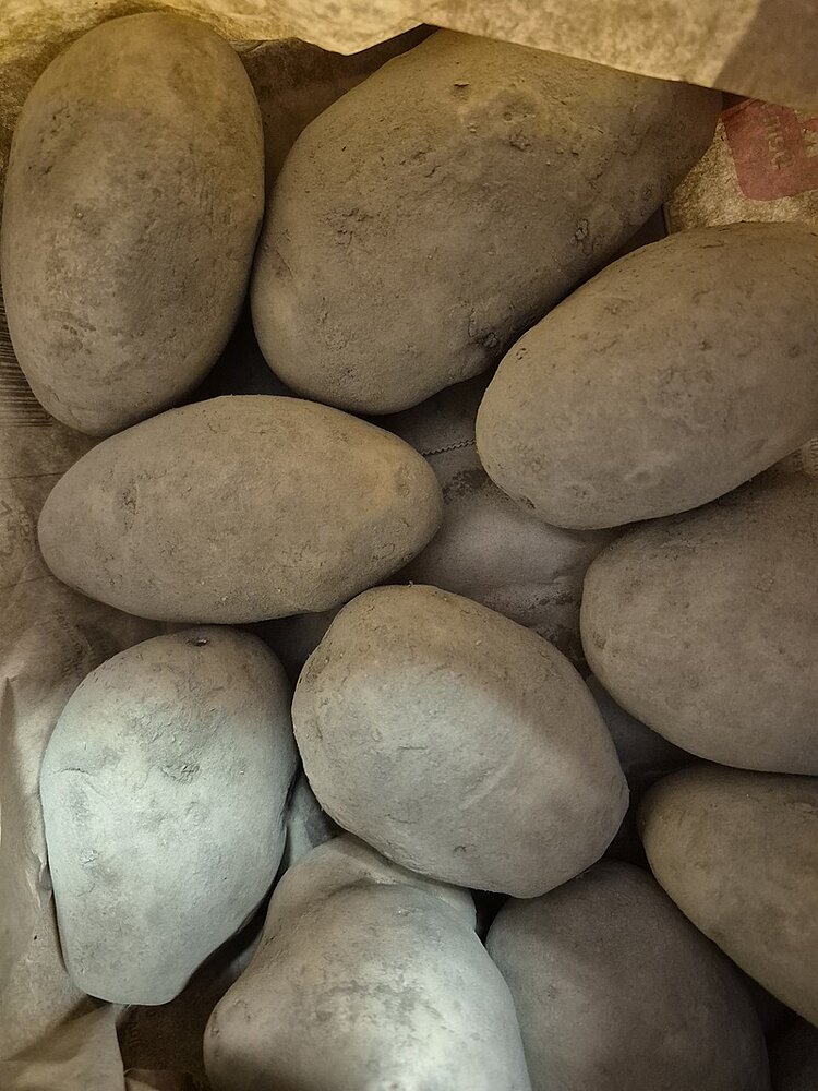 Mehrere Kartoffeln liegen nebeneinander auf braunem Papier. Die Oberfläche der Kartoffeln ist matt und wirkt leicht staubig. Die Formen sind unregelmäßig oval, die Schale ist glatt und grau-braun gefärbt. Im Hintergrund ist das Papier an einigen Stellen gefaltet.