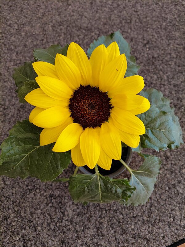 Draufsicht auf eine gelbe Sonnenblume, die in einem Topf auf einem Steinboden steht.