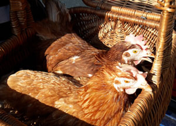 Altenpflegeschüler zeigen ein Herz für Tiere