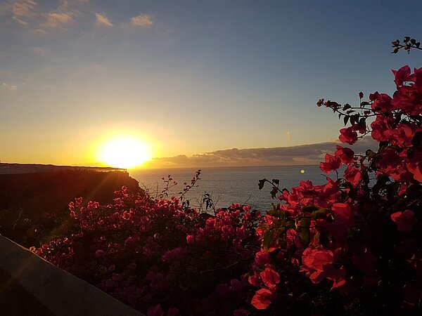 Die Sonne geht am Meer unter. Es ist ein Teil von einer Küste und im Vordergrund ein blühender Busch zu sehen.