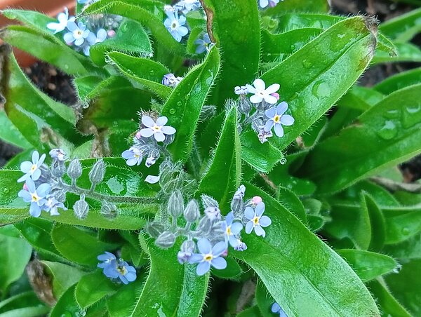 Vergissmeinnicht – Vergiss.mein.nicht!“– sachsenweite Pflanzaktion Alttext: Nahaufnahme von blauen Vergissmeinnicht-Blüten mit kleinen Wassertropfen auf den Blättern.