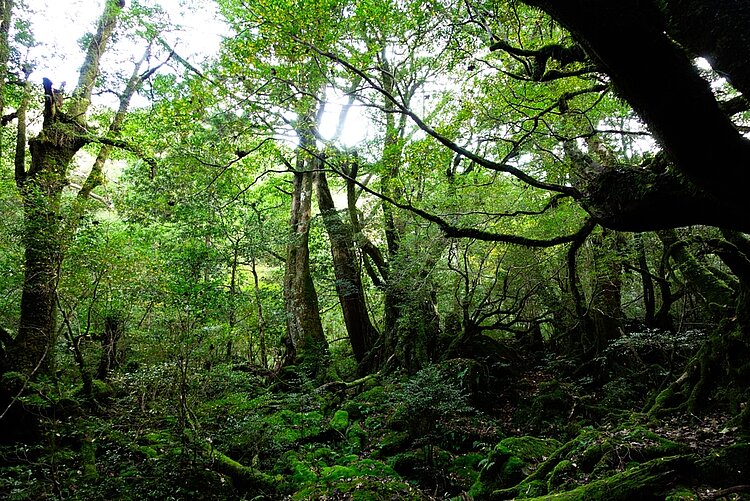 Mission Pfandflaschen: Urwald schützen