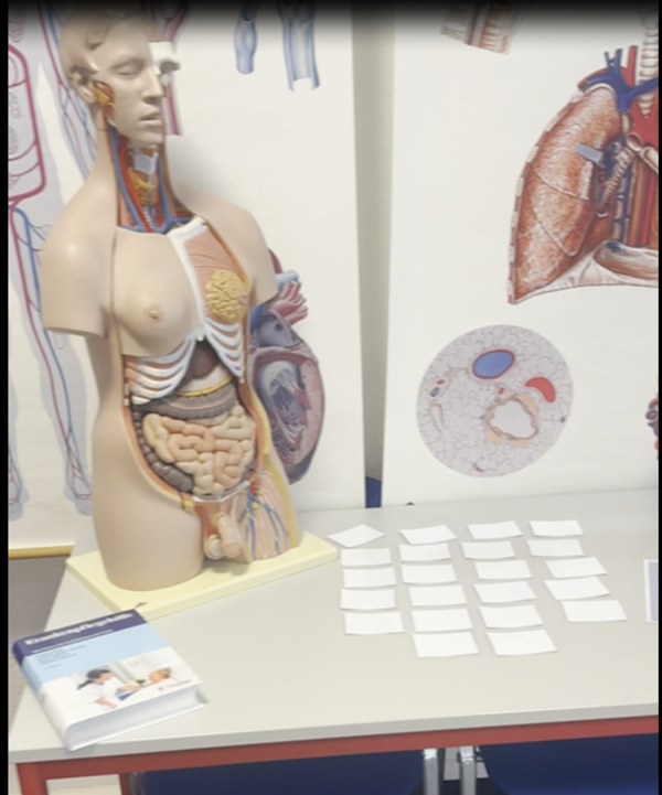 Ein anatomisches Modell eines menschlichen Torsos steht auf einem Tisch. Das Modell zeigt detailliert die inneren Organe wie Lunge, Herz, Leber, Magen, Darm und Nieren. Im Hintergrund sind medizinische Poster mit Abbildungen von Lunge, Herz und einer Zellstruktur zu sehen. Auf dem Tisch liegen mehrere kleine weiße Karten in einem Raster angeordnet sowie ein aufgeschlagenes Buch mit medizinischem Inhalt. Die Szene entstand im Rahmen des Tages der offenen Tür an der Euro Akademie Zwickau und vermittelt einen Einblick in die medizinische Ausbildung und Anatomie.