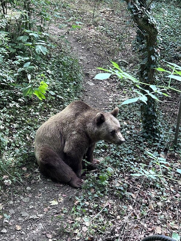 Ein aus der Vogelperspektive fotografierter Braunbär, der sitzend in einem Gehege zu beobachten ist.
