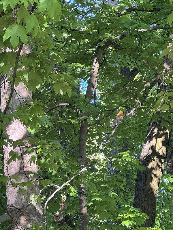 Blick in einen dicht gewachsenen Baum, in dem ein Rotkehlchen auf einem Ast sitzt.