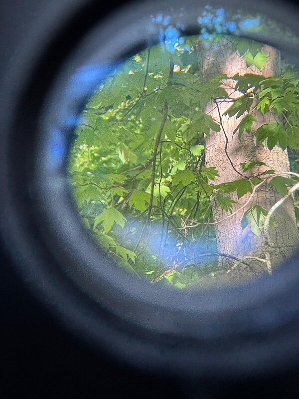 Blick durch das Fernglas auf einen im Baum sitzenden Vogel.