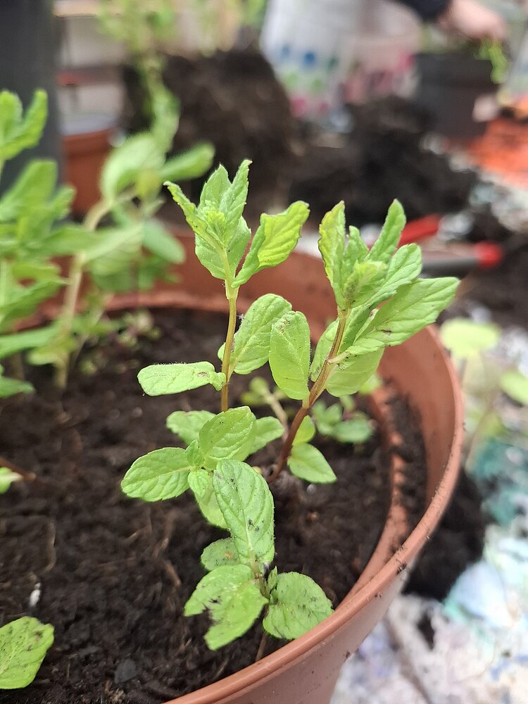 Nahaufnahme einer jungen grünen Pflanze in einem Blumentopf mit frischer Erde.