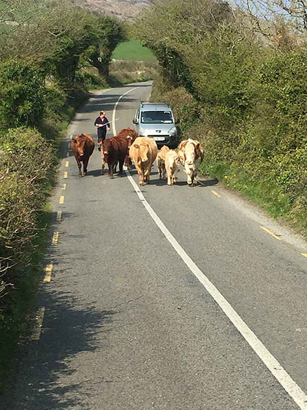 Exkursion nach Irland