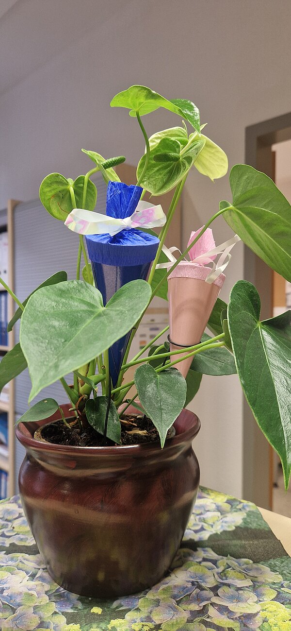 Grünblättrige Zimmerpflanze in einem braunen Topf, dekoriert mit zwei kleinen Schultüten in Blau und Rosa.