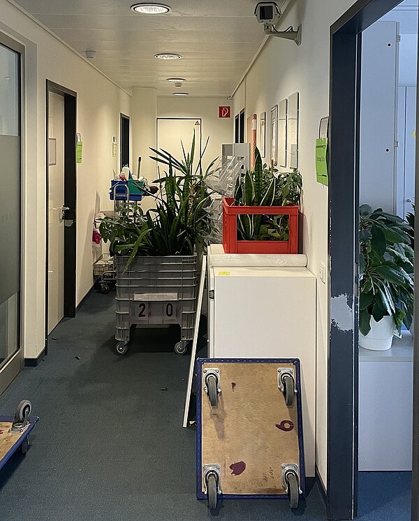 Blick in den langen Flur, in dem rechts eine lange, weiße Kommode steht, auf der eine Kiste mit Pflanzen steht. Außerdem zu sehen sind zwei Möbelroller, im Hintergrund noch mehr Grünpflanzen sowie ein Reinigungswagen.