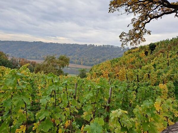 Mit geschlossenen Schuhen: erlebnispädagogische Wanderung im Elbtal