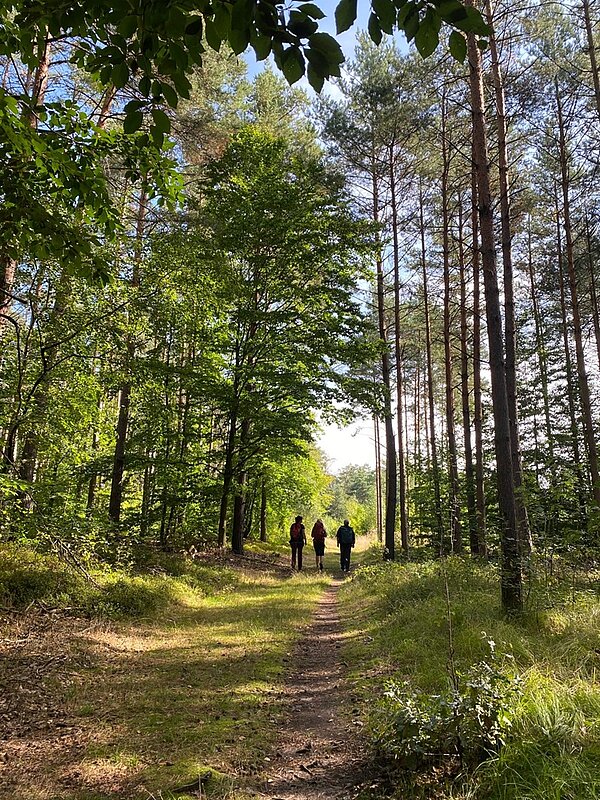 Drei Mitarbeitende sind von hinten zu sehen, wie sie auf dem malerischen Waldweg Richtung sonniger Waldlichtung gehen.