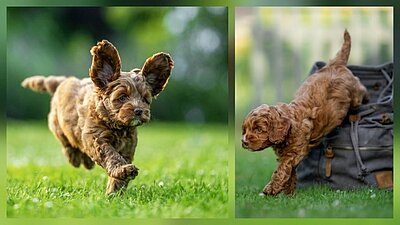 Zwei Bilder von einer kleinen, braunen Hündin der Rasse Australian Labradoodle, wir diese auf einer grünen Wiese läuft und springt.