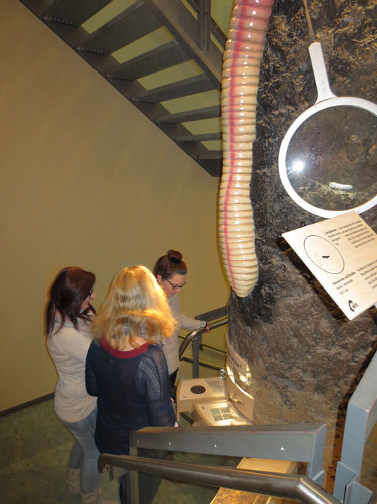 Berufspraktischer Unterricht im Naturkundemuseum