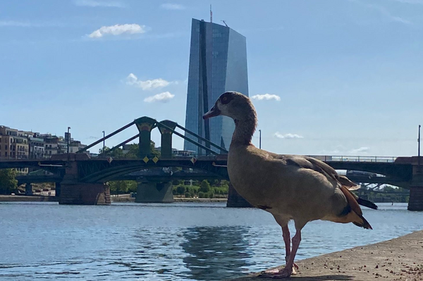 Frankfurt, ahoi!