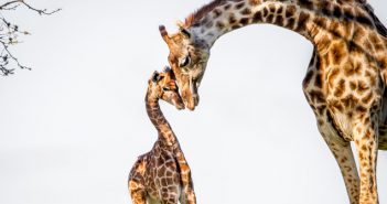 Giraffen haben ein großes Herz und Weitblick