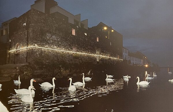 Majestätische Schwäne schwimmen in der Dämmerung in der Corrib-Mündung in Galway.