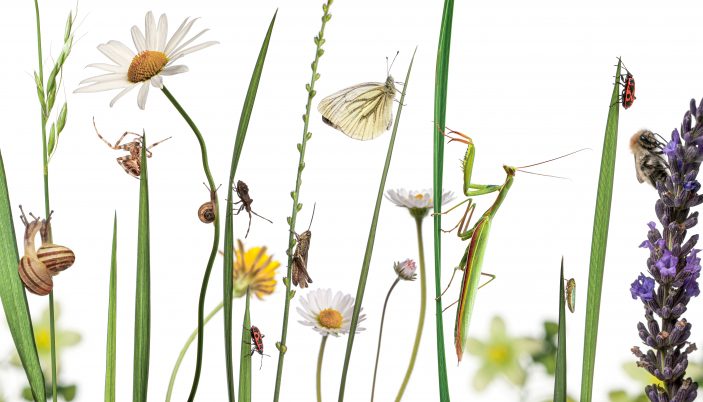 Pastorale Zusammensetzung vieler verschiedener europäischer Insekten; Europäische Mantis, Schnecken, Spinnen, Schmetterlinge, Hummeln, Marienkäfer und andere Insekten, die eine wilde Wiese mit Gänseblümchen und Lavendel bevölkern